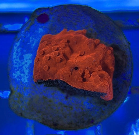 VA Setosa Montipora VSM051001 WYSIWYG