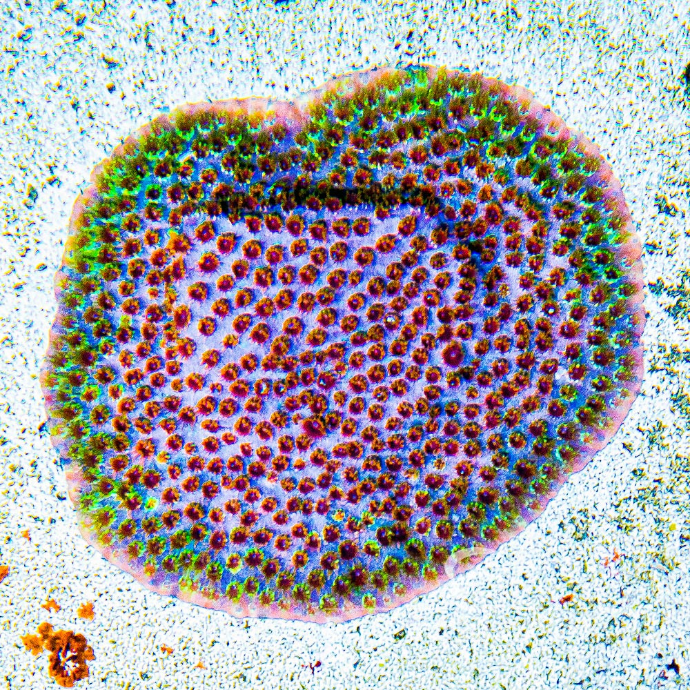 Rainbow Splash Cyphastrea (Aquacultured) Size: L 1" to 3" Frag Approx - Violet Aquarium 