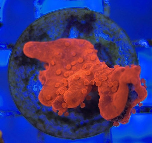 VA Setosa Montipora VSM051002 WYSIWYG