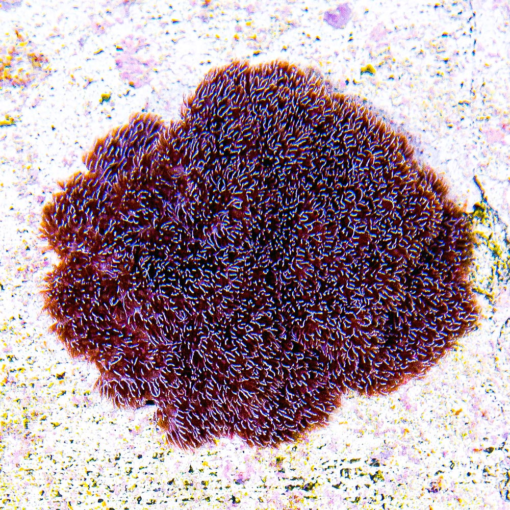 Cookies and Cream Cauliflower Coral (Aquacultured) Size:  M 0.75" to 1" Approx Frag - Violet Aquarium 