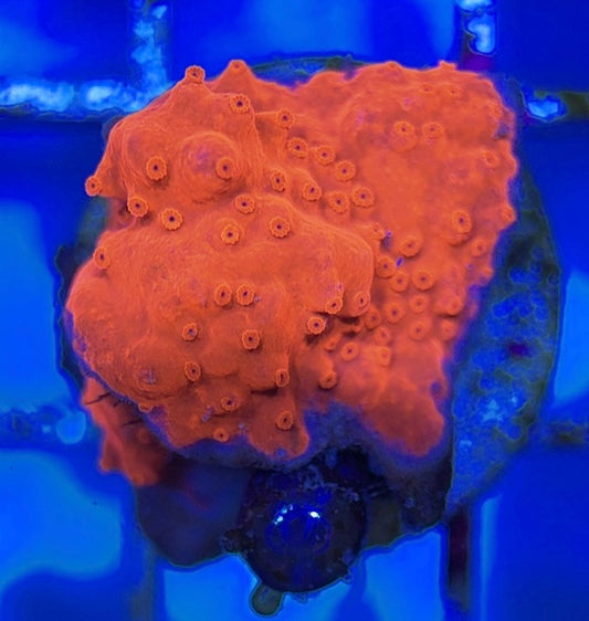 VA Setosa Montipora VSM051003 WYSIWYG