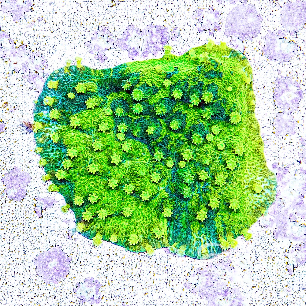 Acid Shower Astreopora Size: L 2" to 3" Approx Frag
