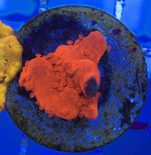 VA Setosa Montipora VSM051004 WYSIWYG