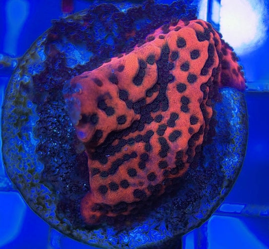 Mystic Sunset Montipora MSM051001 WYSIWYG