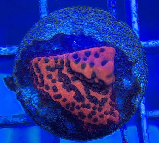Mystic Sunset Montipora MSM051002 WYSIWYG