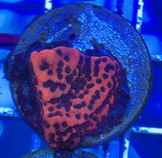 Mystic Sunset Montipora MSM051003 WYSIWYG