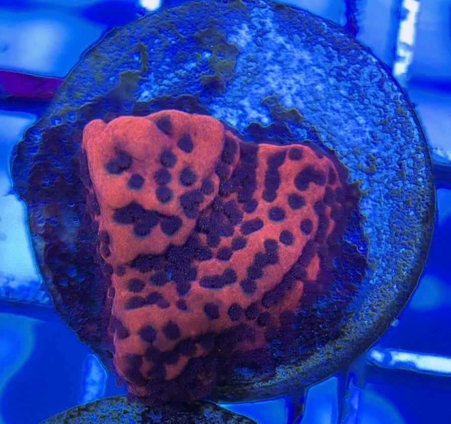 Mystic Sunset Montipora MSM051003 WYSIWYG
