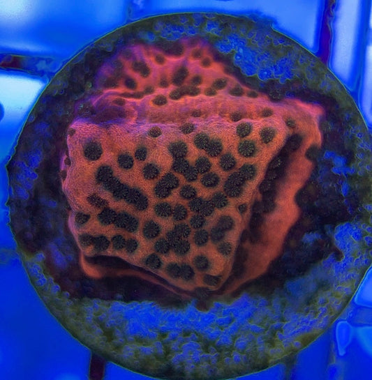 Mystic Sunset Montipora MSM051004 WYSIWYG