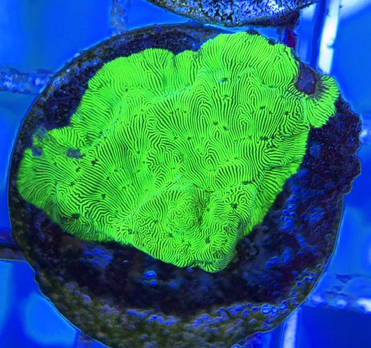 Hulk Leptoseries HL051001 WYSIWYG
