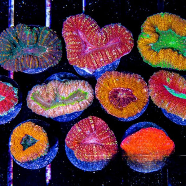 Aussie Hot Assorted Lobophyllia Size: L 1" to 2" Frag - Violet Aquarium 