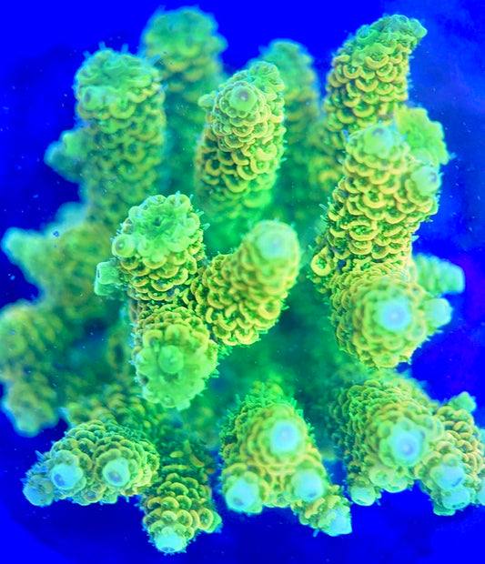 Java Maricultured Acropora Mother Colony JMAMC020201 WYSIWYG Size: M L 3" x H 3"x W 4"