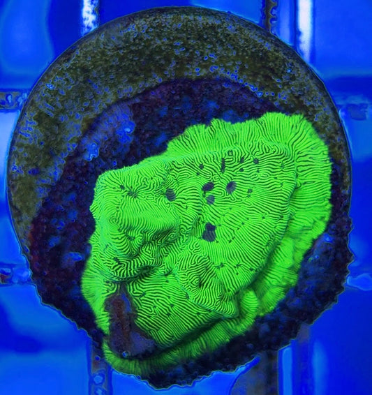 Hulk Leptoseries HL051003 WYSIWYG