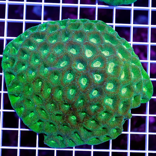 Neon Aussie Goniastrea Mother Colony NAGMC022601 WYSIWYG