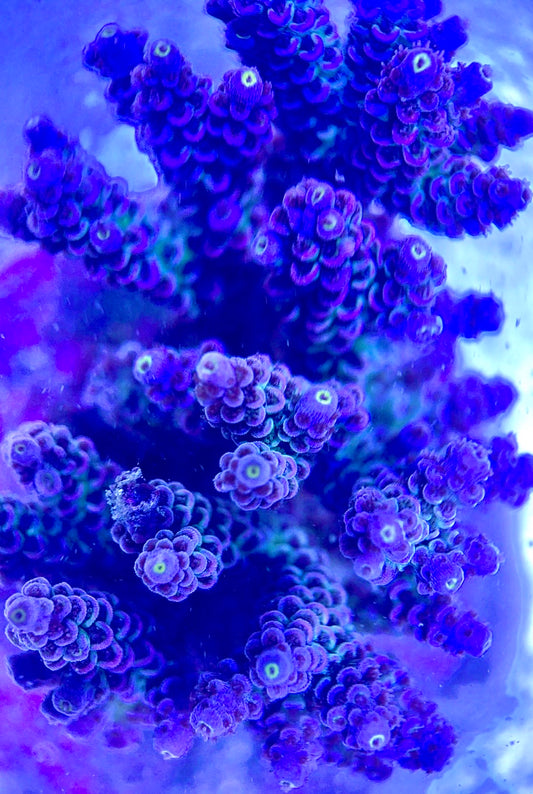 Java Maricultured Acropora Mother Colony JMAMC020203 WYSIWYG Size: M L 3" x H 3"x W 4"