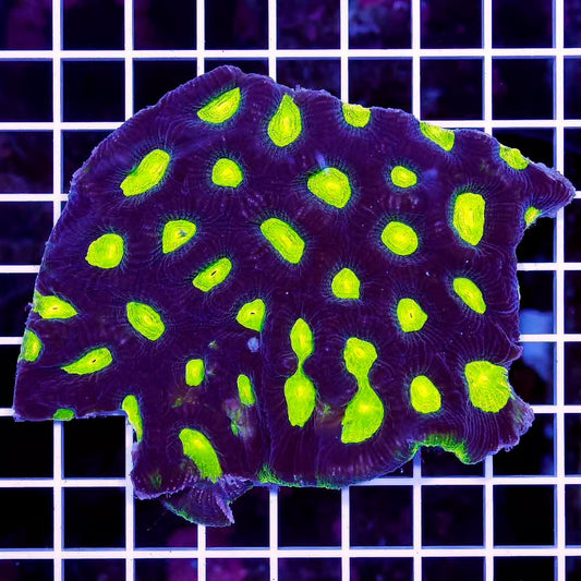 Aussie Ultra Black Prism Favia Mother Colony AUBPFMC022501 WYSIWYG