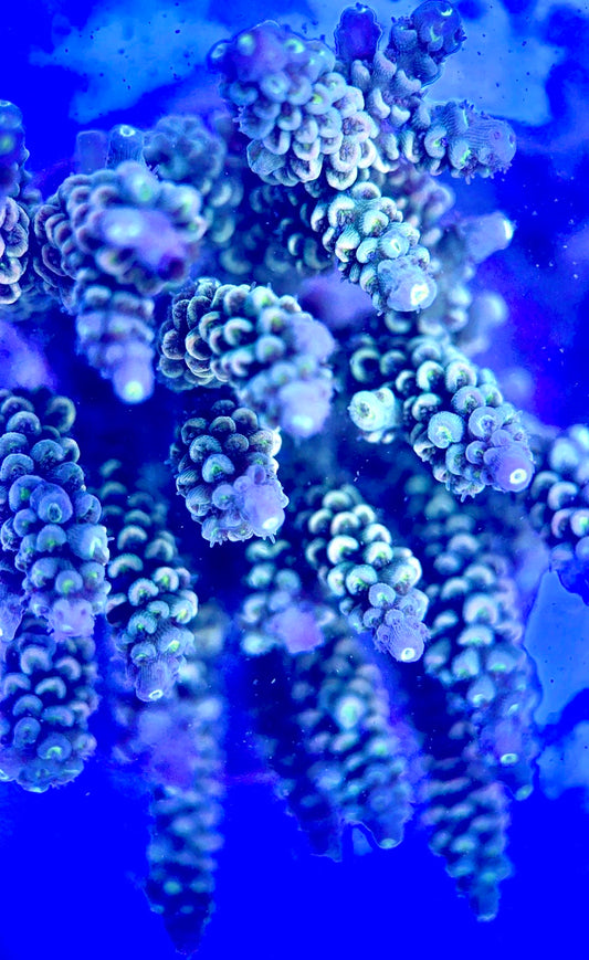 Java Maricultured Acropora Mother Colony JMAMC020204 WYSIWYG Size: M L 3" x H 3"x W 4"