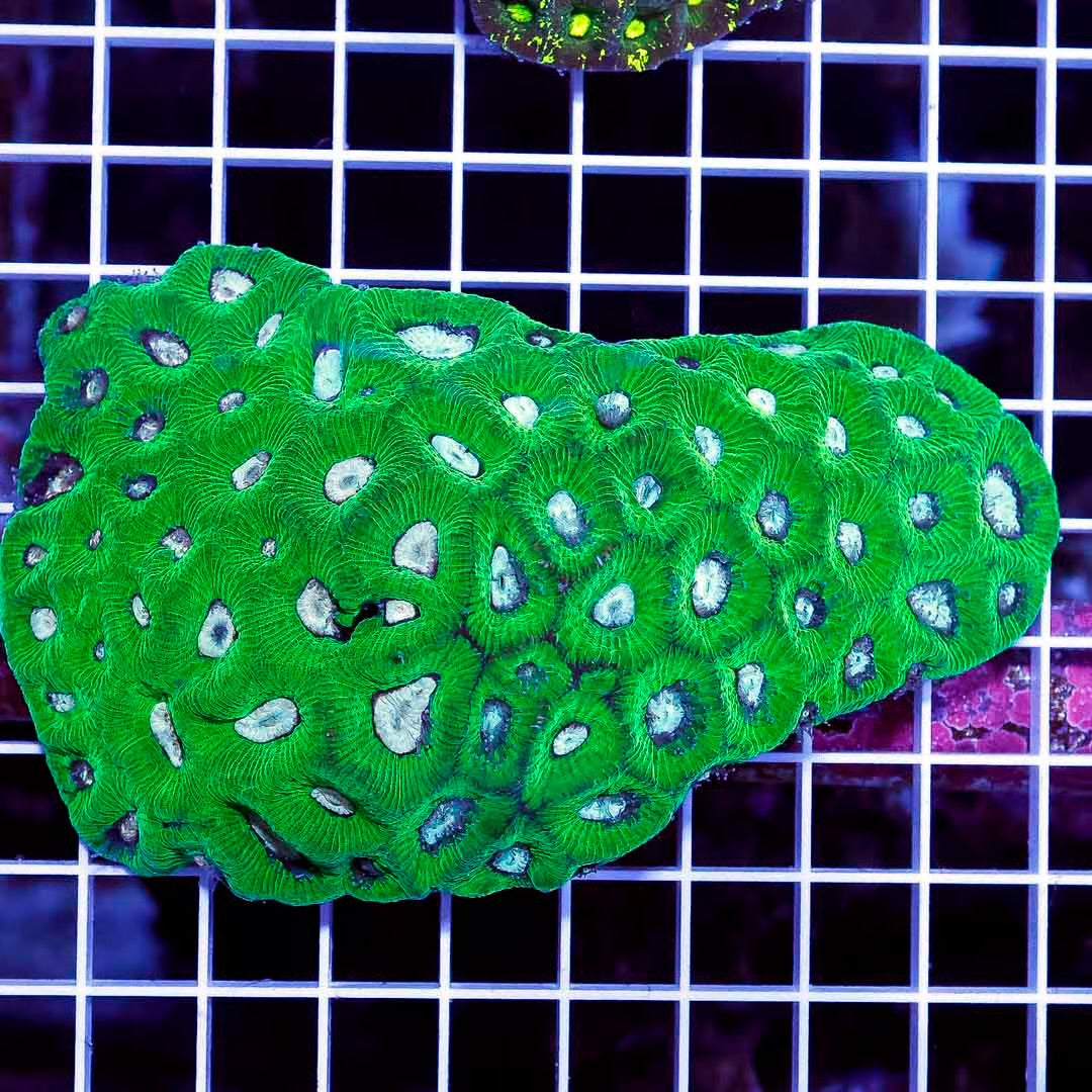 Aussie Neon Goniastrea Mother Colony ANGMC022501 WYSIWYG