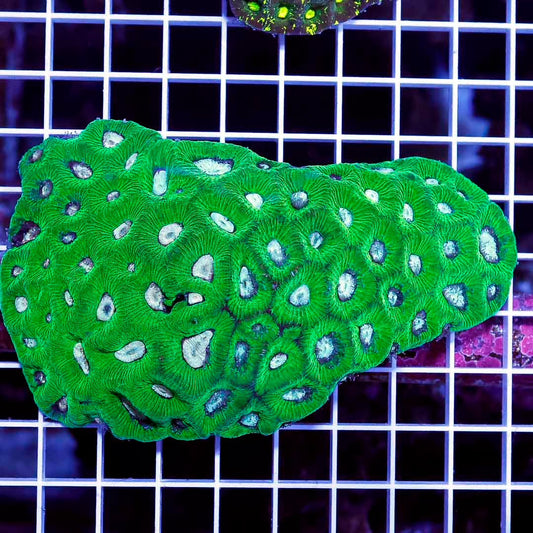 Aussie Neon Goniastrea Mother Colony ANGMC022501 WYSIWYG