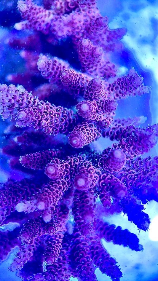 Java Maricultured Acropora Mother Colony JMAMC020205 WYSIWYG Size: M L 3" x H 3"x W 4"