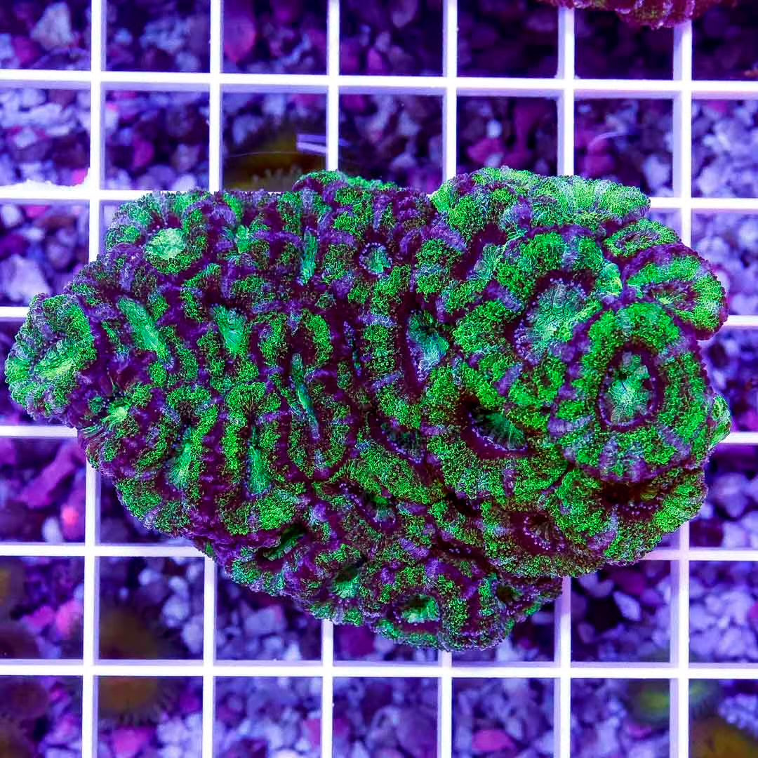 Acan Lordhowensis Size: M 0.5" to 1" Approx Frag - Violet Aquarium 