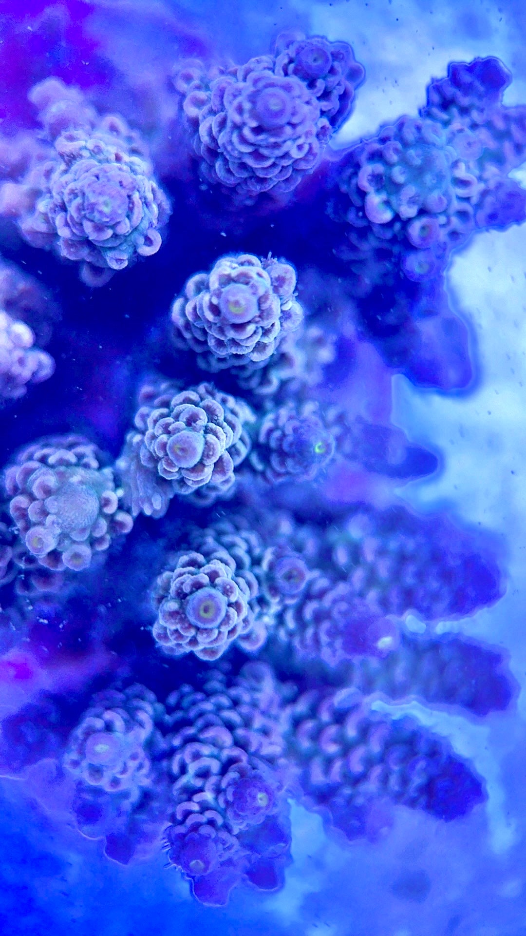 Java Maricultured Acropora Mother Colony JMAMC020206 WYSIWYG Size: M L 3" x H 3"x W 4"