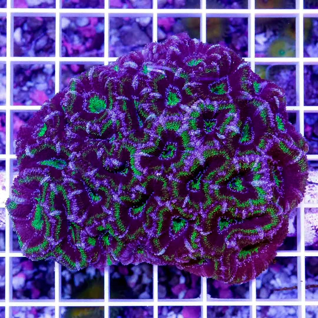 Acan Lordhowensis Size: M 0.5" to 1" Approx Frag - Violet Aquarium 
