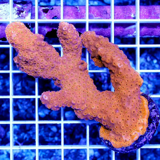 Aussie Neon Orange Pavona Mother Colony ANOPMC022501 WYSIWYG