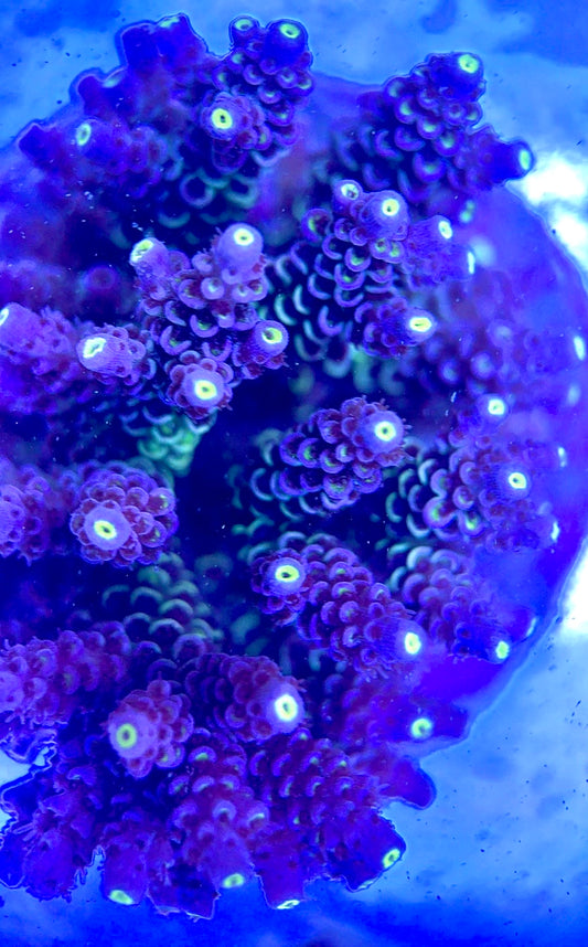 Java Maricultured Acropora Mother Colony JMAMC020208 WYSIWYG Size: M L 3" x H 3"x W 4"