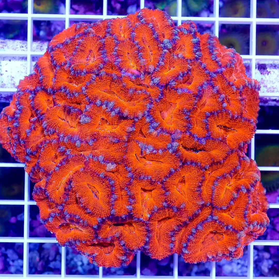 Acan Lordhowensis Size: M 0.5" to 1" Approx Frag - Violet Aquarium 