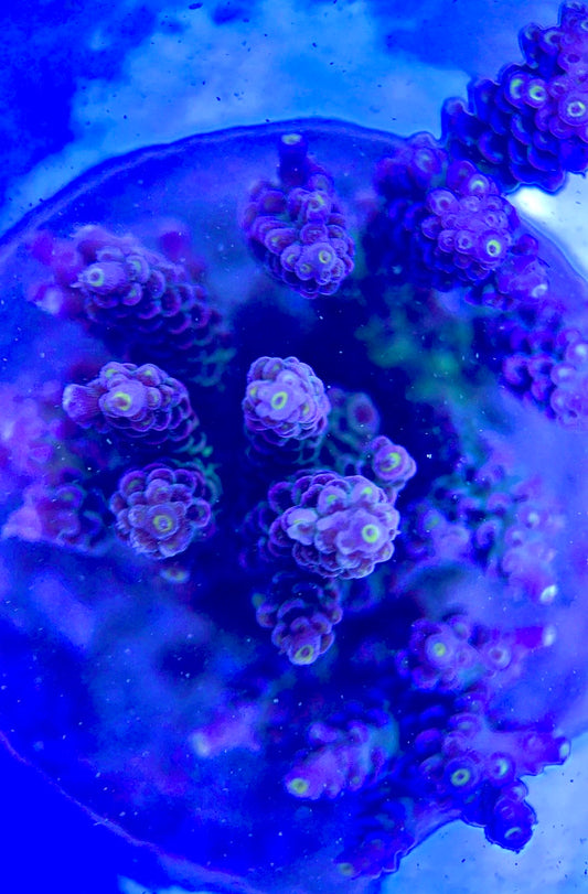 Java Maricultured Acropora Mother Colony JMAMC020209 WYSIWYG Size: M L 3" x H 3"x W 4"