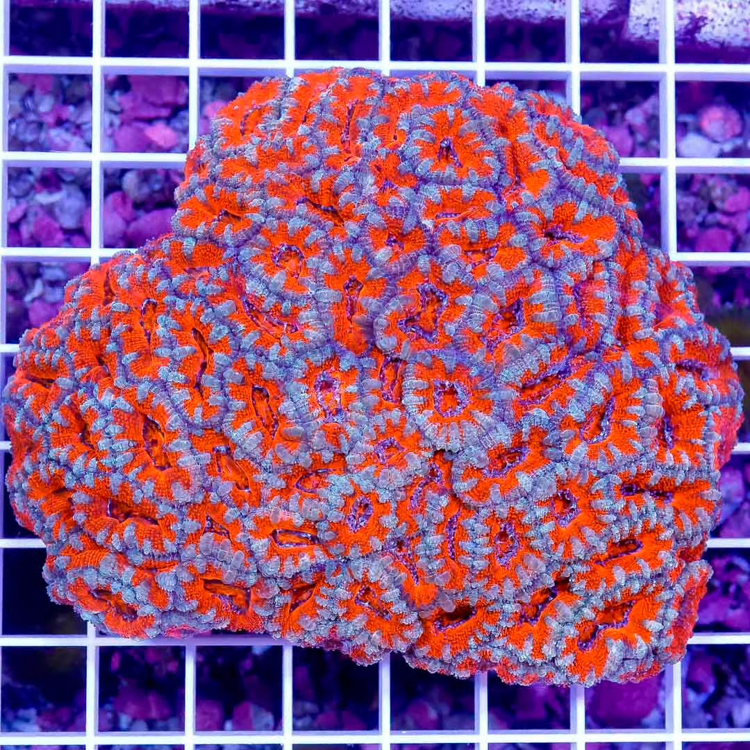 Acan Lordhowensis Size: M 0.5" to 1" Approx Frag - Violet Aquarium 