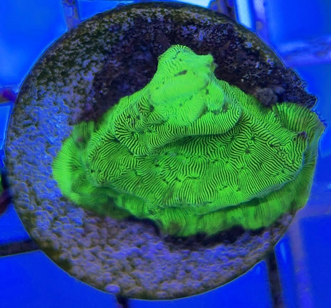 Hulk Leptoseries HL051004 WYSIWYG
