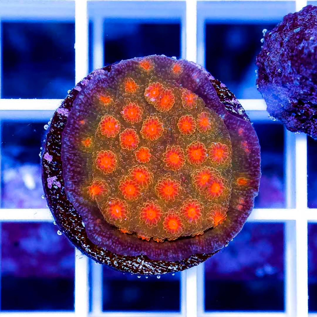 Indo Neon Cyphastrea Frag  INCFMC022501 WYSIWYG