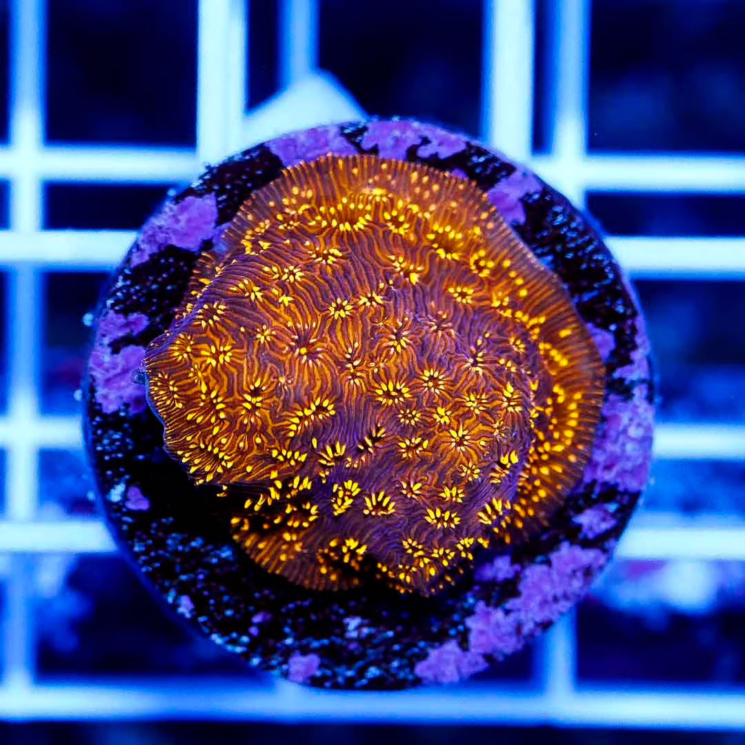 Indo Orange Pavona Frag  IOPFMC022501 WYSIWYG