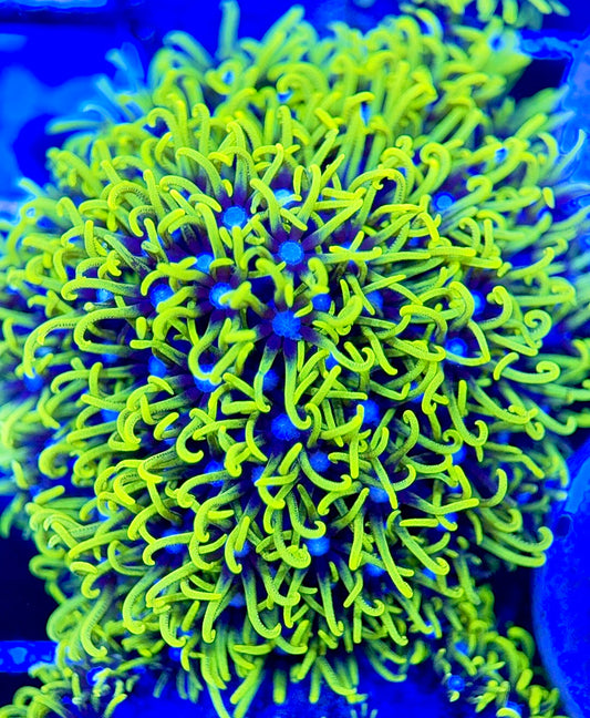 Metallic Green Star Polyp MGS051301 WYSIWYG