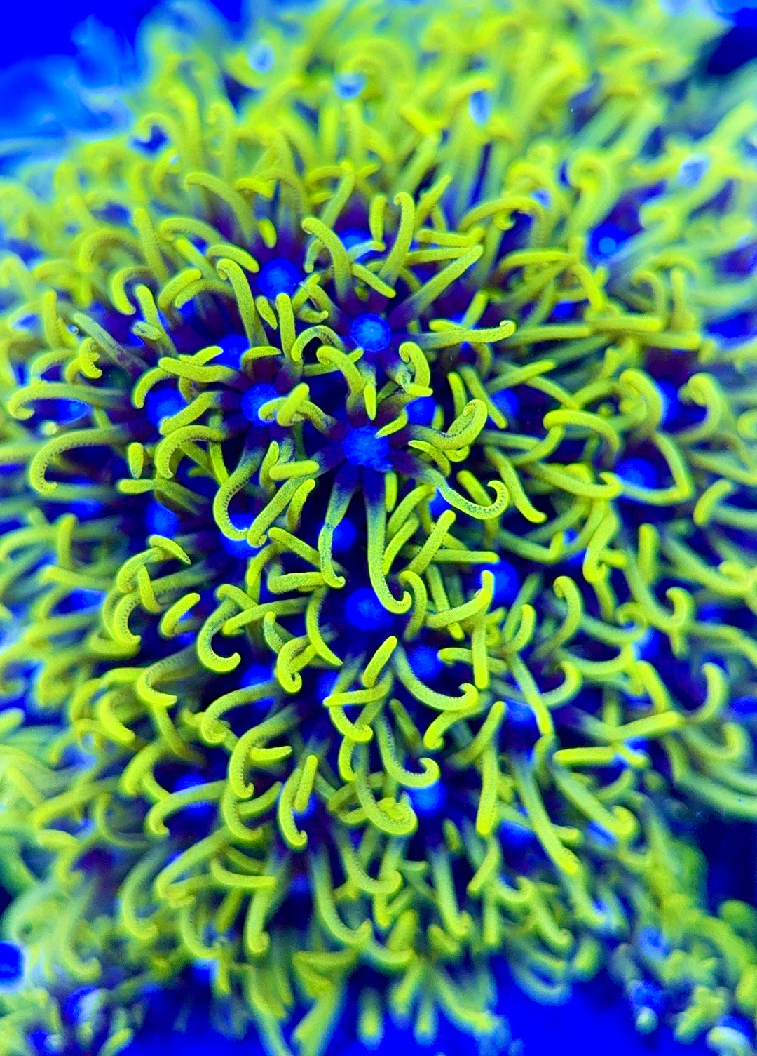 Metallic Green Star Polyp MGS051301 WYSIWYG