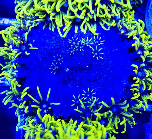 Metallic Green Star Polyp MGS051302 WYSIWYG