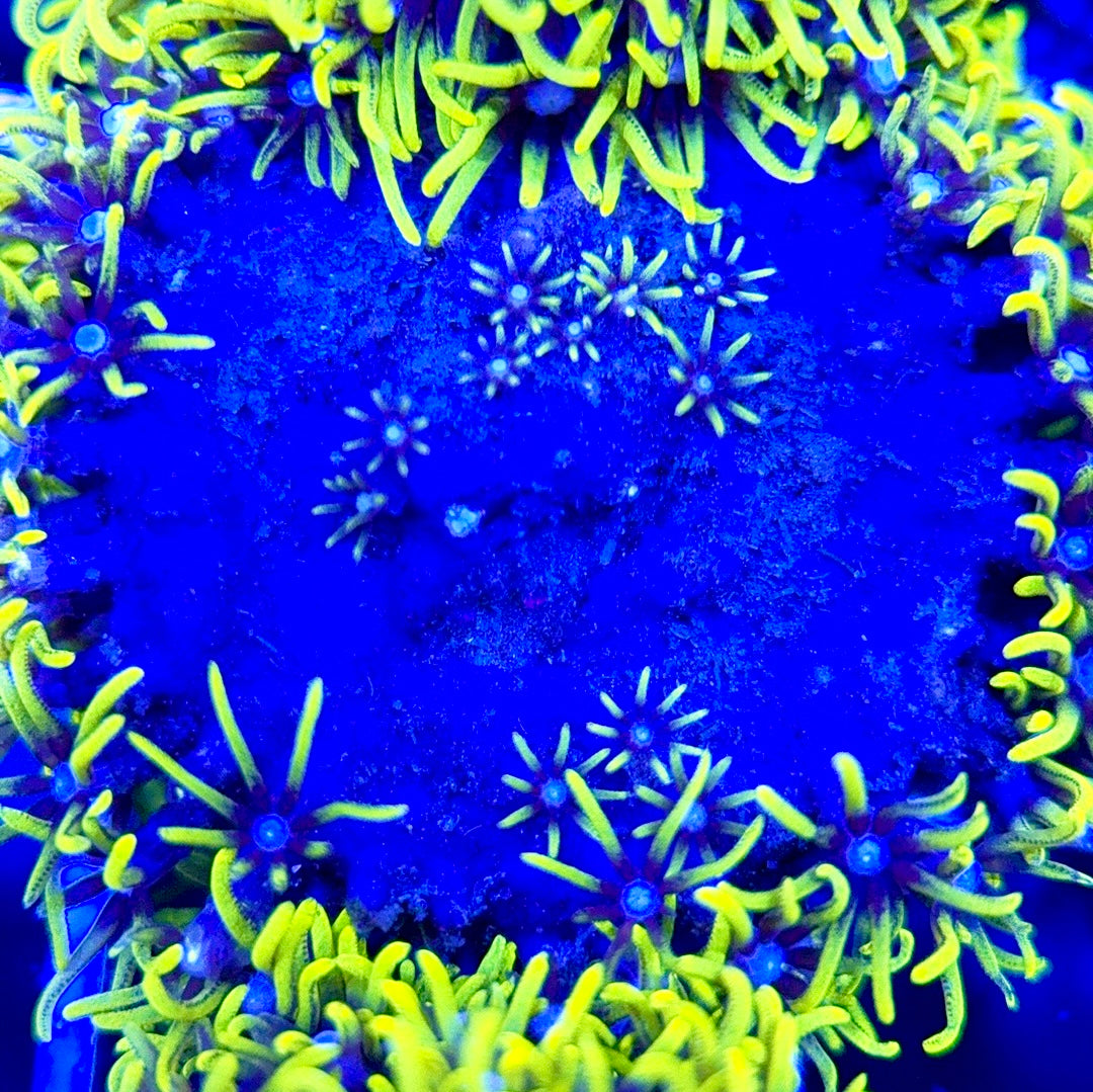 Metallic Green Star Polyp MGS051302 WYSIWYG