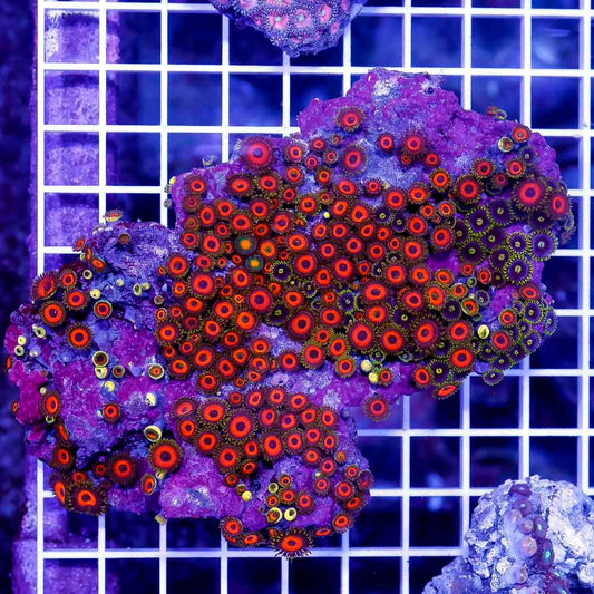 Indo Ultra Zoanthids Mother Colony IUZMC030501 WYSIWYG