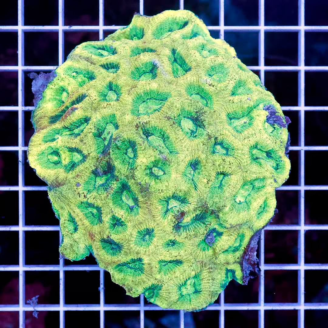 Toxic Aussie Goniastrea Size: M 0.75" to 1" Frag