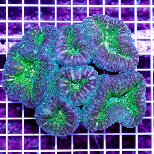 Toxic Aussie Lobophyllia Mother Colony TALMC030501 WYSIWYG