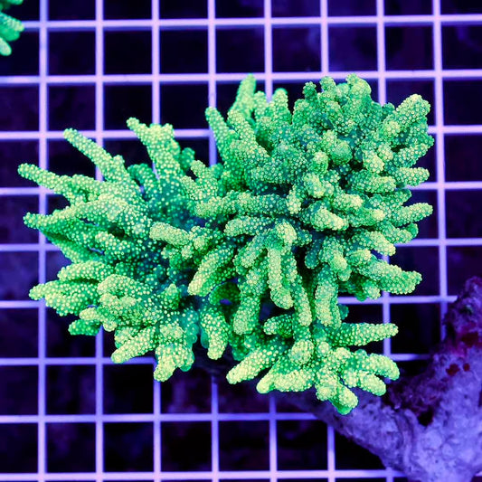 Ultra Neon Aussie Sinularia Mother Colony UNASMC030501 WYSIWYG