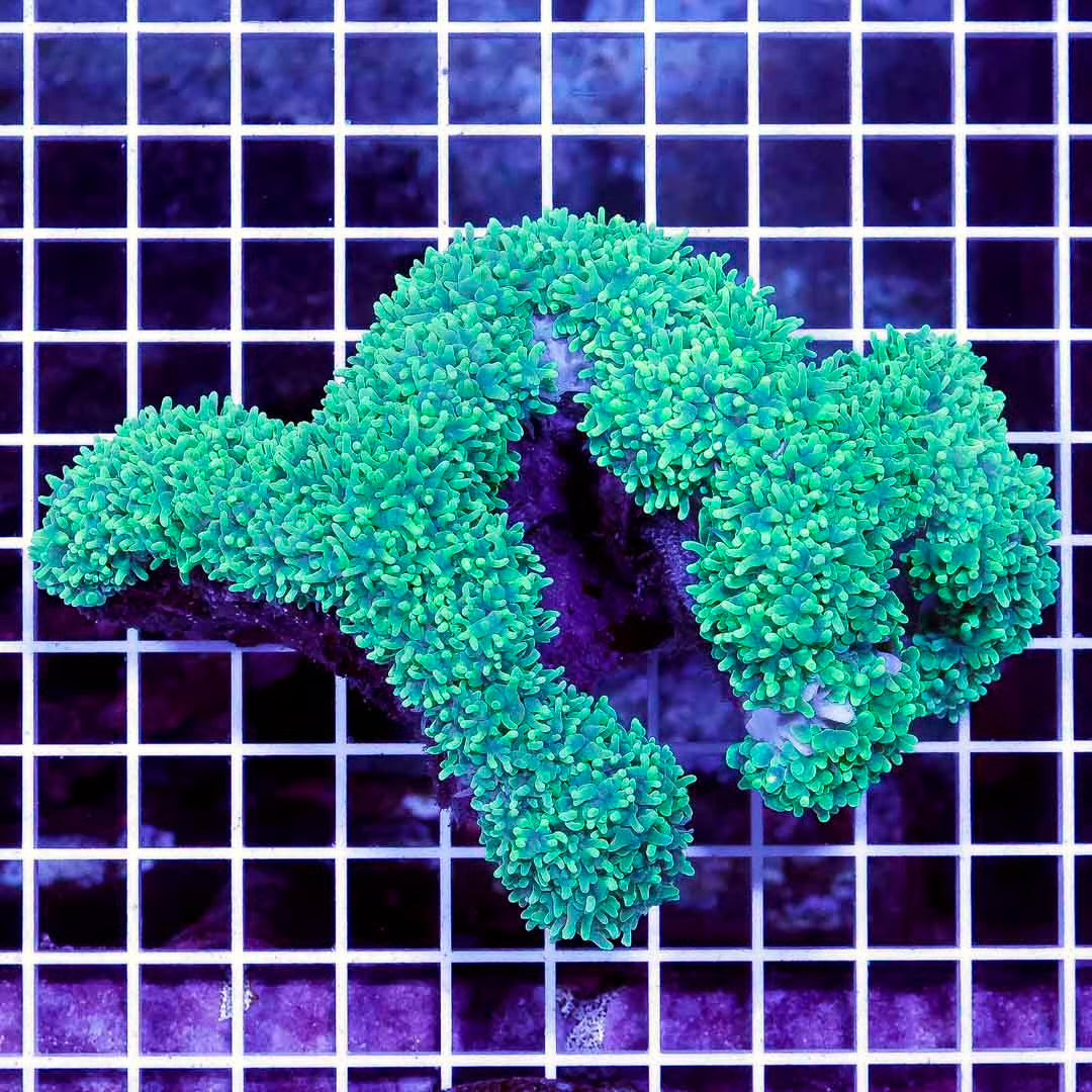 Indo Toxic Pearl Bubble Coral Size: L 1" to 3" Frag