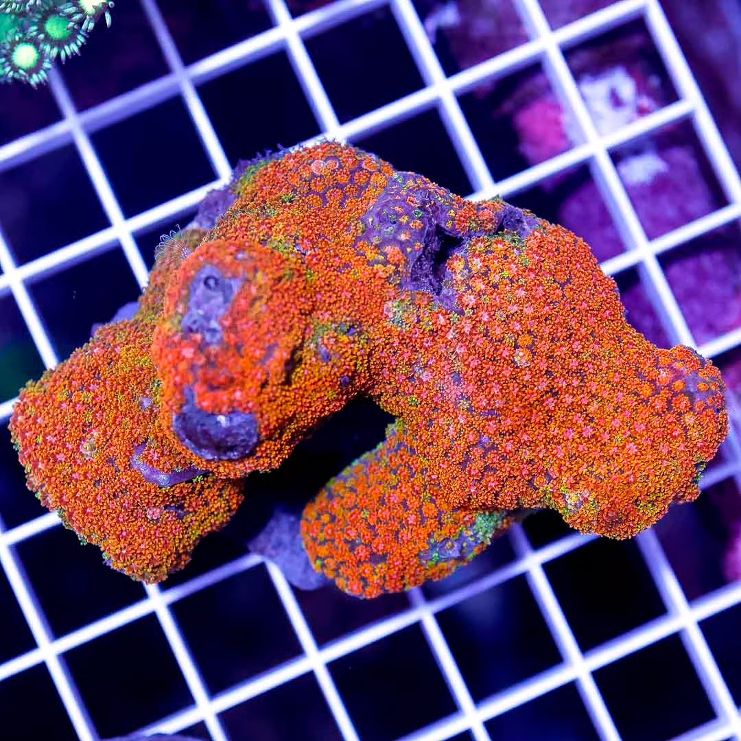 Laffy Taffy Goniopora Minor (Aquacultured) Size: L 1" to 2" Approx