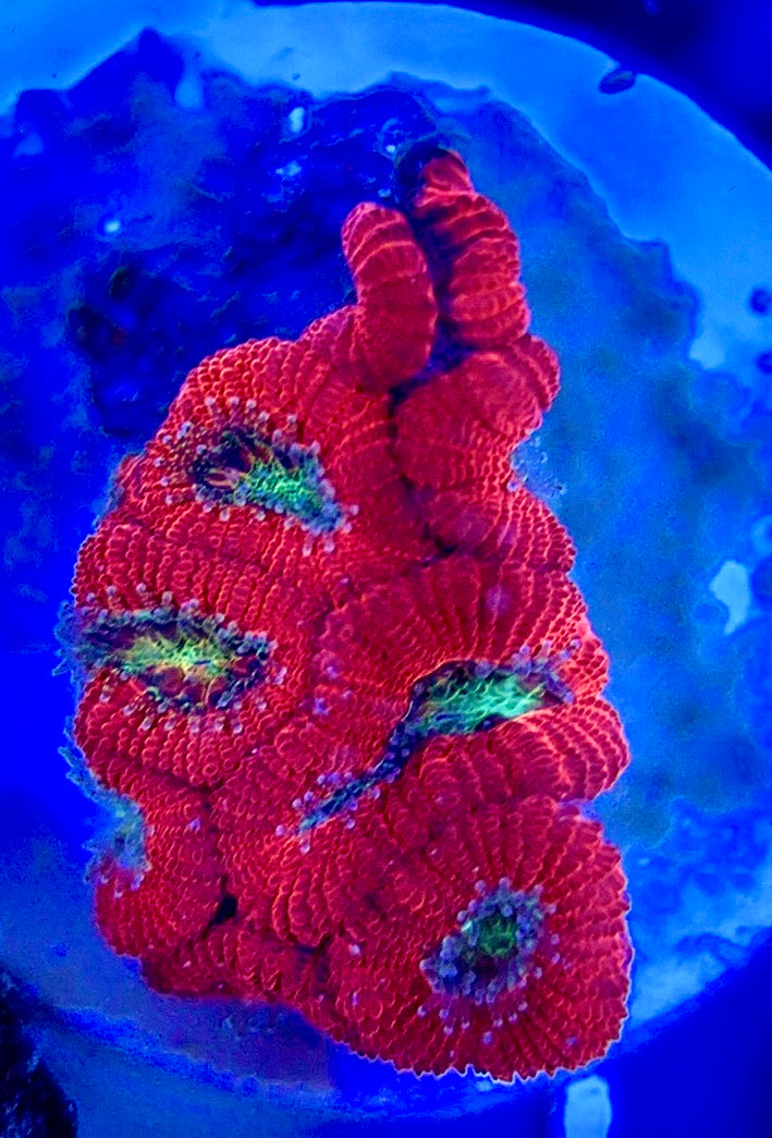 Aussie Acan Micromussa AAM051301 WYSIWYG