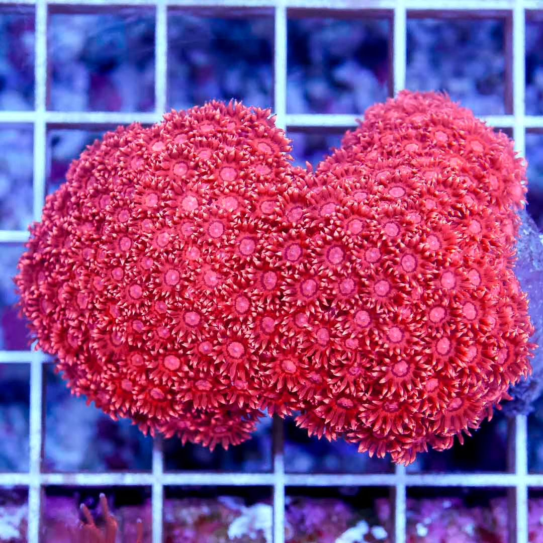 Aussie Ultra Pink Goniopora Grade A Frag Size: L 1" to 3" - Violet Aquarium 