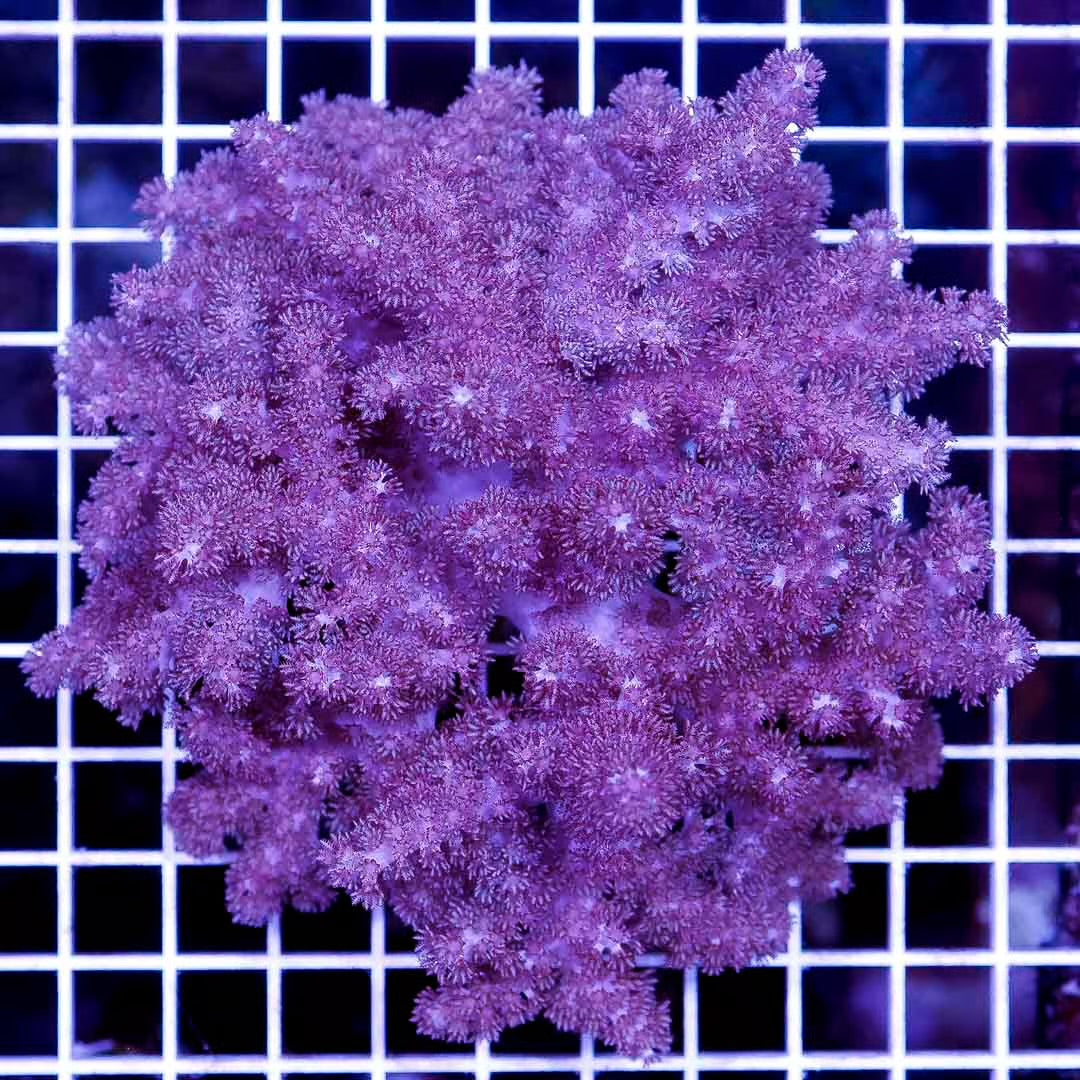 Indo Colt Coral Mother Colony ICCMC022501 WYSIWYG