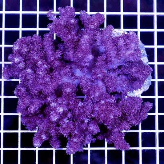 Indo Colt Coral Mother Colony ICCMC030502 WYSIWYG