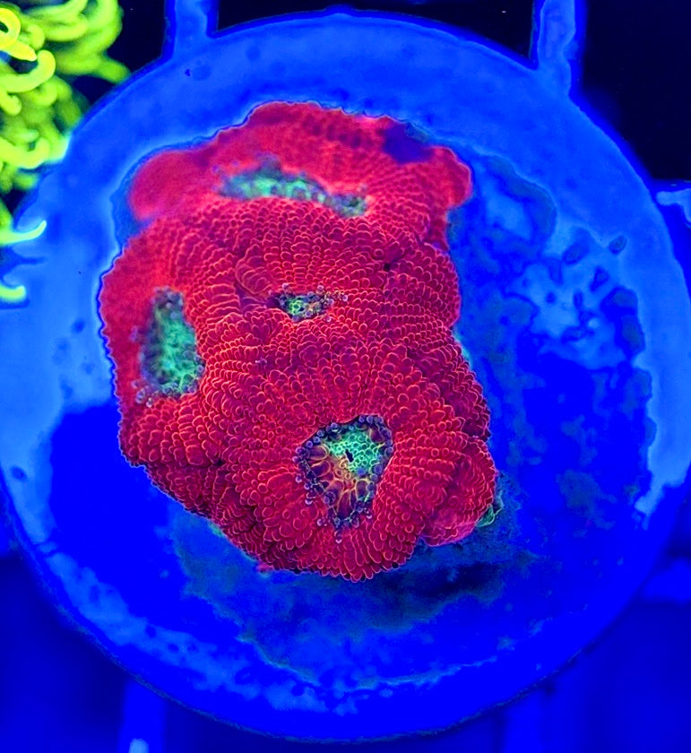 Aussie Acan Micromussa AAM051302 WYSIWYG