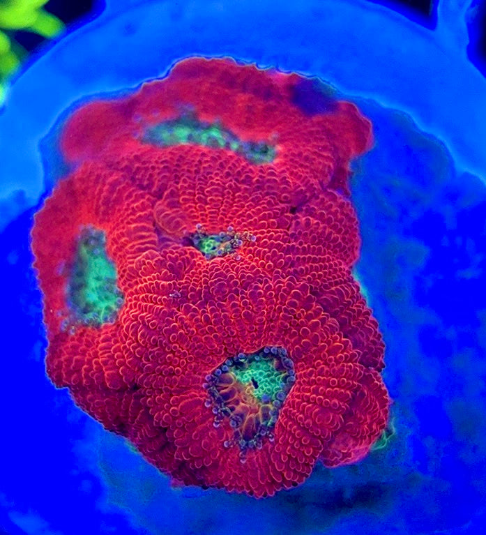 Aussie Acan Micromussa AAM051302 WYSIWYG